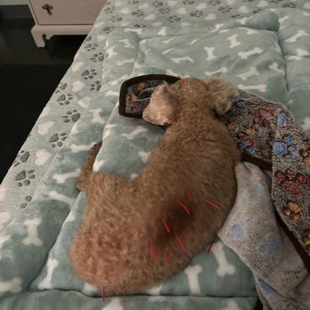 Serenity Holistic Vet - Toy poodle getting acupuncture - Holistic Animal Care Near Me - Murrieta, California Serenity Holistic Vet - Toy poodle getting acupuncture - Holistic Animal Care Near Me - Murrieta, California