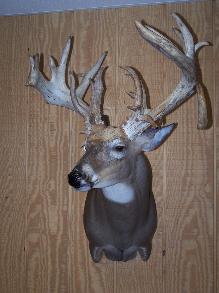 Groft's Wildlife Art - taxidermy in York Haven, PA