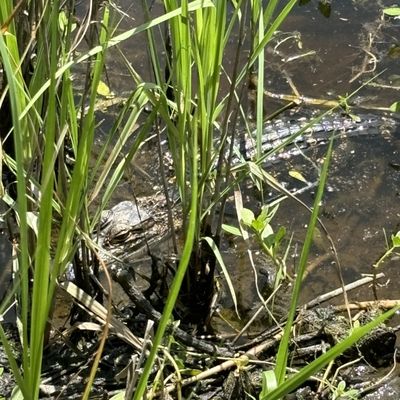 Caw Caw Interpretive Center by null