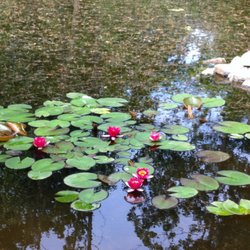 Hidden Springs Wellness Center - Our lovely pond