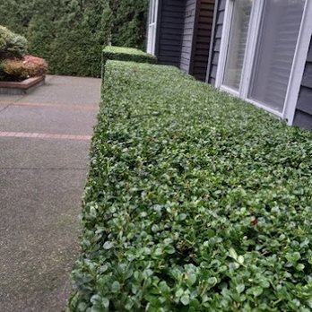 Arevalo Landscaping - Landscaping Near Me - Seattle, Washington Arevalo Landscaping - Landscaping Near Me - Seattle, Washington