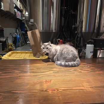 Benny Boy Brewing - One of the brewery kitties!! - Breweries Near Me - Los Angeles, California