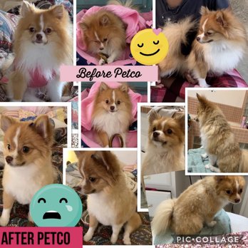 Petco - Before and AFTER Petco pix!! - Pet Stores Near Me - Santa Maria, California