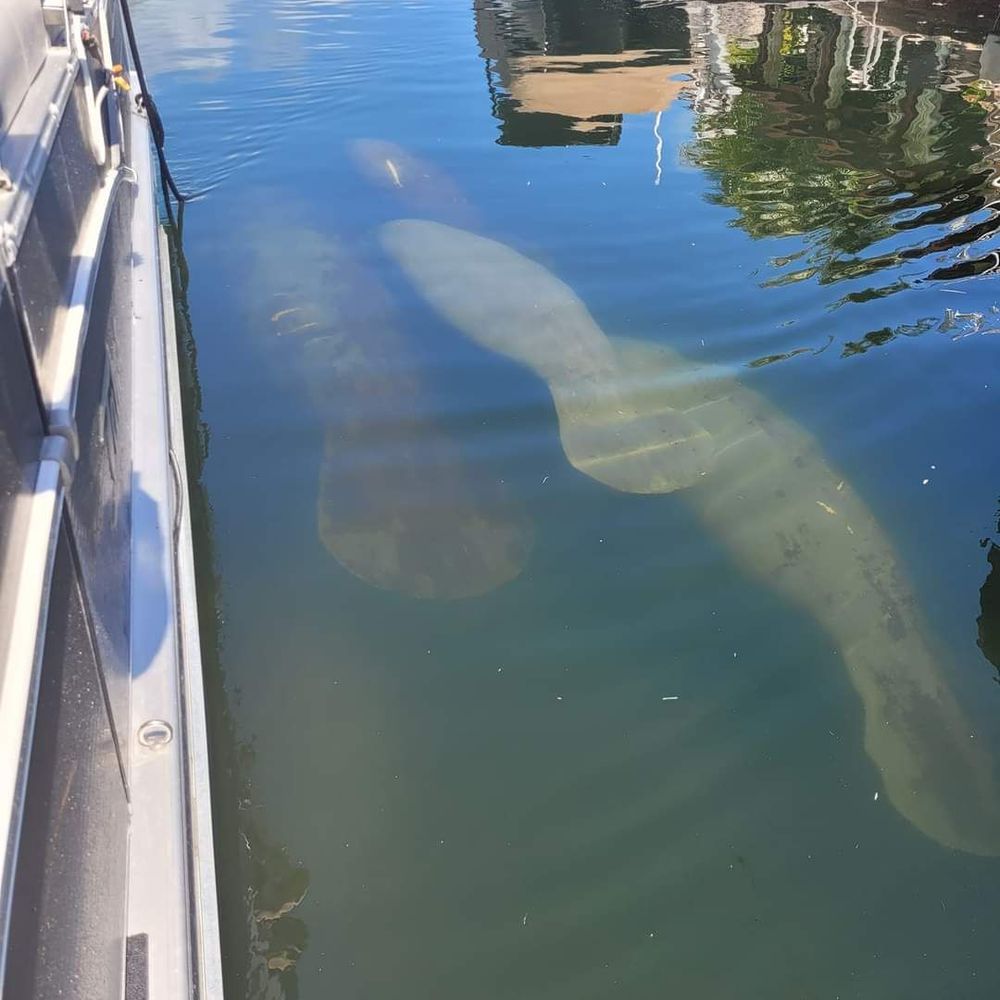 Captain Sterling's Boat Tours - The Manatee were a bonus to see! - Boat Tours Near Me - Key Largo, Florida