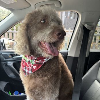 Just Grooming - Noodle - Pet Groomers Near Me - Highwood, Illinois