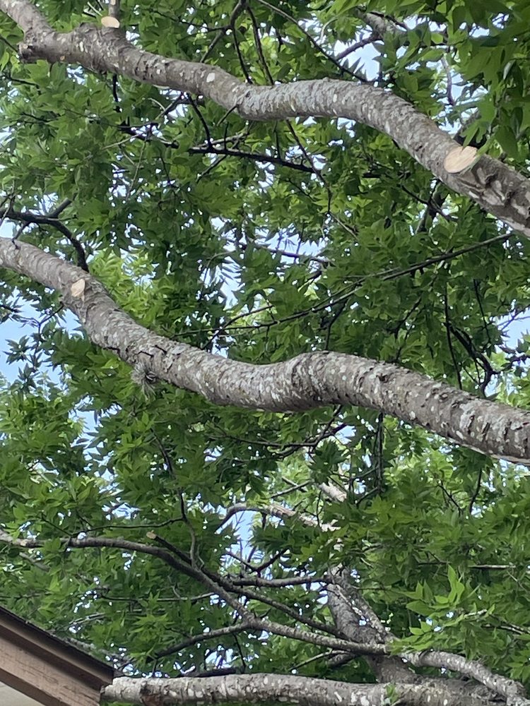 24-7 Tree Services - tree service in San Antonio, TX