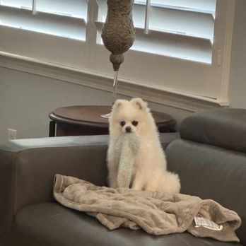 Calling All Paws - Before - Pet Groomers Near Me - Camarillo, California Calling All Paws - Before - Pet Groomers Near Me - Camarillo, California