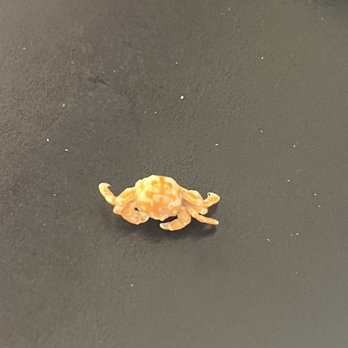Komachi Sushi - It's a baby itsy crab I found in my ramen - Japanese Near Me - Lodi, California Komachi Sushi - It's a baby itsy crab I found in my ramen - Japanese Near Me - Lodi, California