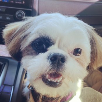 Angie's Pooch Pawlor - Pet Groomers Near Me - Los Angeles, California