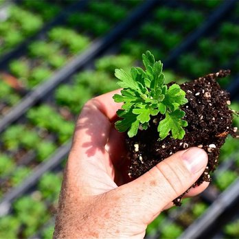 Pure Beauty Farms - Nurseries & Gardening Near Me - Miami, Florida Pure Beauty Farms - Nurseries & Gardening Near Me - Miami, Florida