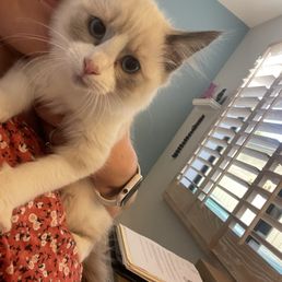 Kitten (2021) Kitten (2021)