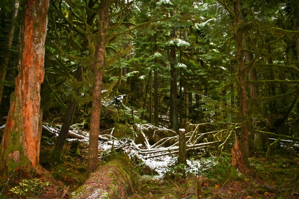 Hoh River Trailhead by null