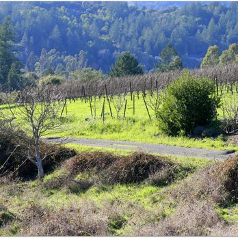 Littorai Wines - The estate Pivot Vineyard in the Sebastopol Hills off of Gold Ridge Road. - Wine Tasting Room Near Me - Sebastopol, California