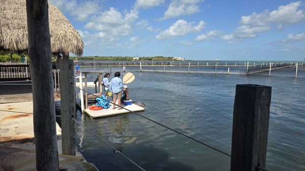 Dolphin Research Center by null