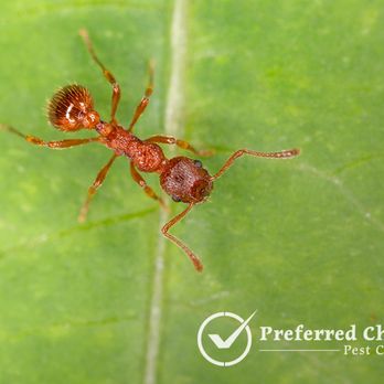 Preferred Choice Pest Control - Pest Control Near Me Preferred Choice Pest Control - Pest Control Near Me