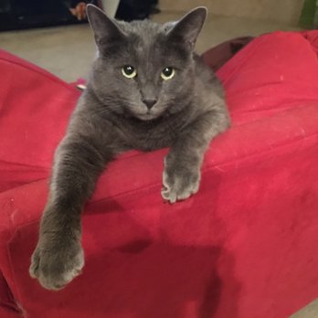 Fuzzy Friends Petsitting & Pet Supply - Storm - Dog Walkers Near Me - Albuquerque, New Mexico