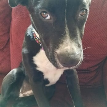Karma Dog Training - Dog Walkers Near Me - Long Beach, California
