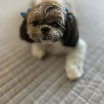 Coney Island Pet Grooming - My Shih Tzu Maya - Pet Sitting Near Me - Brooklyn, New York Coney Island Pet Grooming - My Shih Tzu Maya - Pet Sitting Near Me - Brooklyn, New York