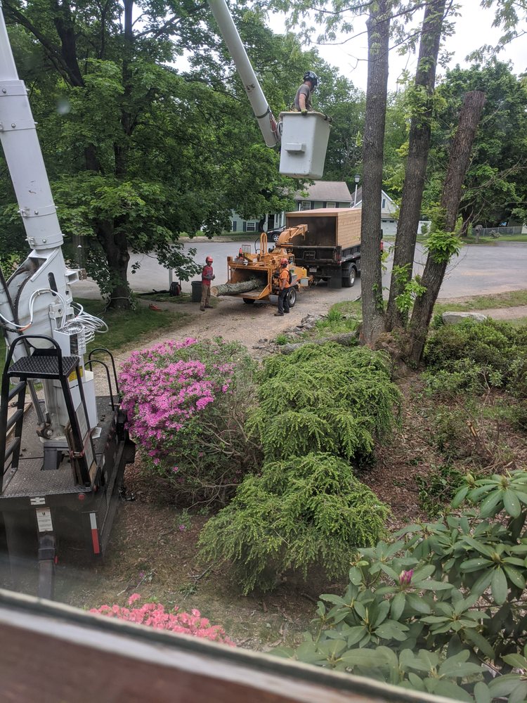 BRANCH MANAGER TREE SERVICE 100 Cutler Rd, Jefferson, Massachusetts