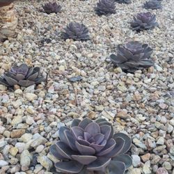 Colorado Park