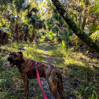 Wekiwa Springs State Park - Dog friendly trails - Parks Near Me - Apopka, Florida Wekiwa Springs State Park - Dog friendly trails - Parks Near Me - Apopka, Florida