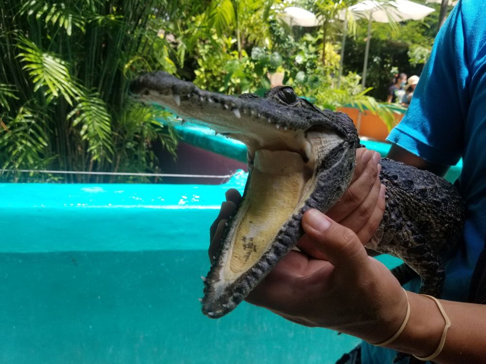 CROCOCUN ZOO 62 Photos & 34 Reviews Zoos Carr. Cancún Tulum Km