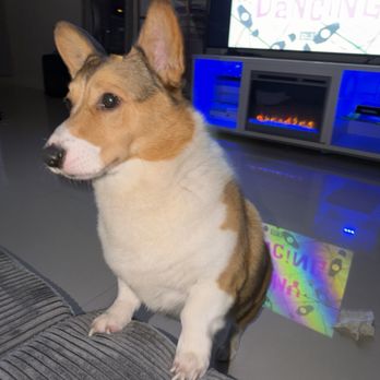 Puppies To Go - Pet Stores Near Me - Miami, Florida Puppies To Go - Pet Stores Near Me - Miami, Florida