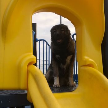 Maximum K9 Service - Training in different situations with many new smells and sounds - Pet Training Near Me - Deer Park, New York Maximum K9 Service - Training in different situations with many new smells and sounds - Pet Training Near Me - Deer Park, New York
