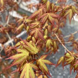 a close up of a maple tree a close up of a maple tree