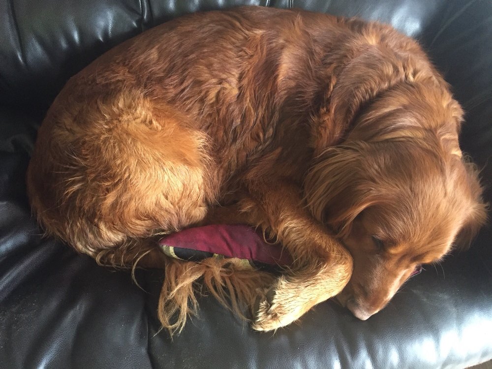 HEAD TO TAIL DOG & CAT GROOMING Updated June 2024 3965 Parsons Rd