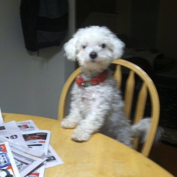 Grooming By Holly - Pet Groomers Near Me - Newark, Delaware
