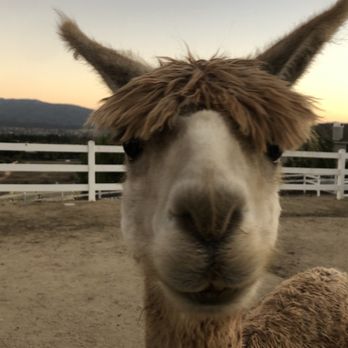 The Alpaca Hacienda - Attraction Farms Near Me - Temecula, California