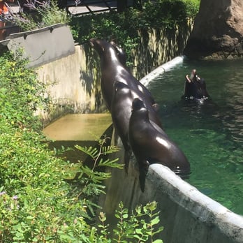 Bronx Zoo - Sea lions - Zoos Near Me - Bronx, New York
