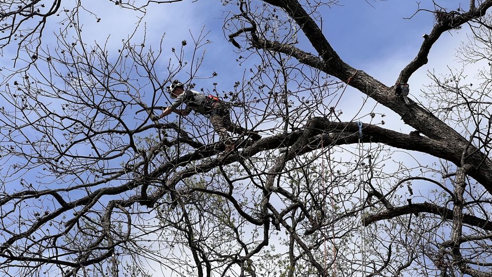 Livingtree - tree service in Tulsa, OK