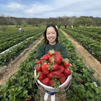 Wegmeyer Farms - Filled bucket!!! - Do-It-Yourself Food Near Me - Hamilton, Virginia