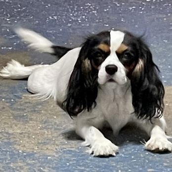 Preppy Pups - Pet Services Near Me - West Allis, Wisconsin Preppy Pups - Pet Services Near Me - West Allis, Wisconsin