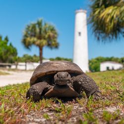 Captain Vinnie’s Boat Tours - Gopher tortoises on Egmont Key island near the lighthouse