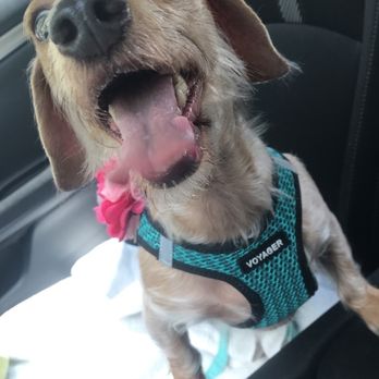 Pet Le Paw - Josie after a trip to the dog park with Julia! - Dog Walkers Near Me