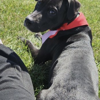 Pups R Us - Dog Walkers Near Me - Lakemoor, Illinois Pups R Us - Dog Walkers Near Me - Lakemoor, Illinois