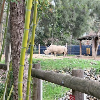 Sac Zoo - Rhino - Zoos Near Me - Sacramento, California Sac Zoo - Rhino - Zoos Near Me - Sacramento, California