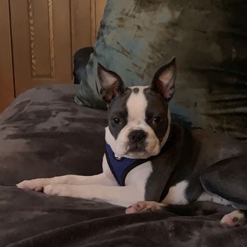 House of Hepley - Pet Breeders Near Me - Roxana, Illinois