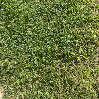 Weed Man - a person's feet in the grass - Pest Control Near Me - Indianapolis, Indiana