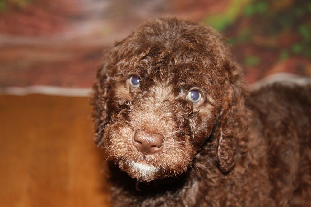 LOVELY LITTLE LABRADOODLES Updated July 2024 Knoxville, Tennessee