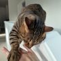 Photo of Attentive Pet Sitting