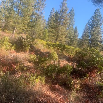 Gateway Trail - Nature on trail. - Mountain Biking Near Me - Mount Shasta, California