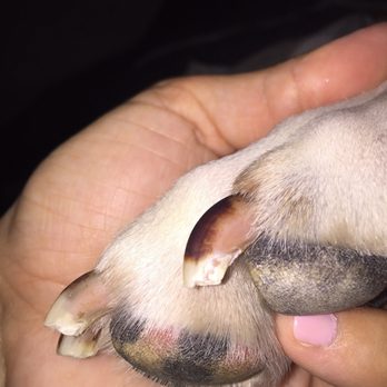 Smelly Dog - Pet Groomers Near Me - Phoenix, Arizona Smelly Dog - Pet Groomers Near Me - Phoenix, Arizona