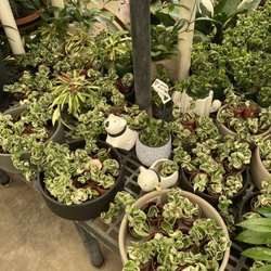 Proctor Ace Hardware