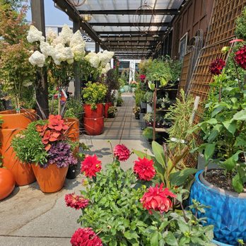 Ravenna Gardens - Some of the outdoor flower selection - Nurseries & Gardening Near Me - Seattle, Washington Ravenna Gardens - Some of the outdoor flower selection - Nurseries & Gardening Near Me - Seattle, Washington