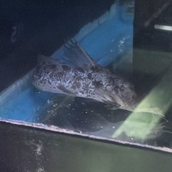 Pet World - A catfish in a completely bare, dirty fish tank
