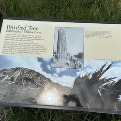 Petrified Tree